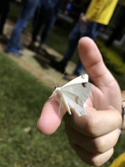 Sericoptera