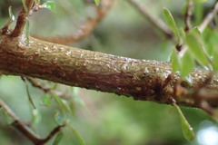 Coprosma dumosa