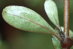 Coprosma dumosa