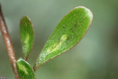 Coprosma dumosa
