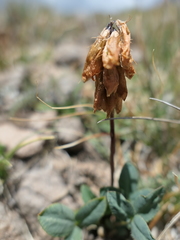 Trifolium brandegeei