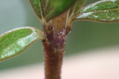 Coprosma dumosa