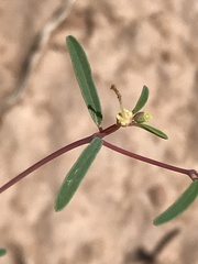 Euphorbia parryi