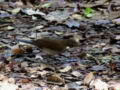 Turdus albicollis