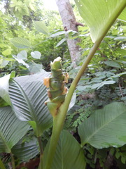 Goeppertia macrosepala