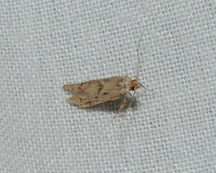 Blastobasis adustella