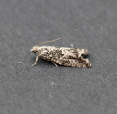 Epinotia nisella