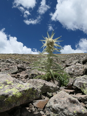 Cirsium funkiae