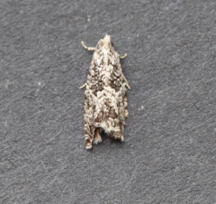 Epinotia nisella