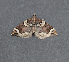Eulithis xylina