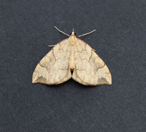 Currant Eulithis Moth photo 5