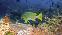 Plectorhinchus polytaenia