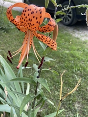 Lilium lancifolium