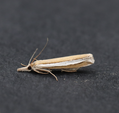 Wide-striped Grass-veneer photo 5