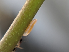 Aphidoletes aphidimyza