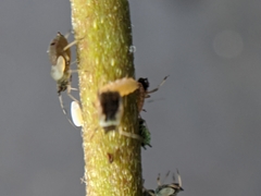 Aphidoletes aphidimyza