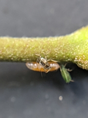 Aphidoletes aphidimyza