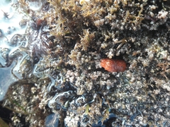 Thordisa bimaculata