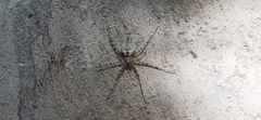 Neotama mexicana