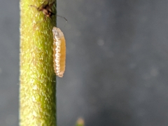 Aphidoletes aphidimyza