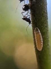 Aphidoletes aphidimyza