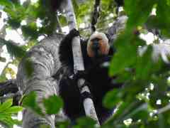 Pithecia pithecia