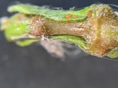 Aphidoletes aphidimyza