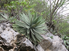 Agave xylonacantha
