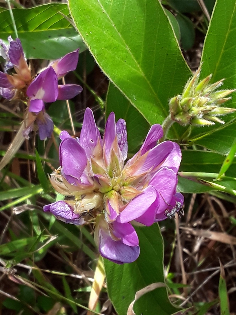 Galactia crassifolia