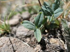 Trifolium brandegeei