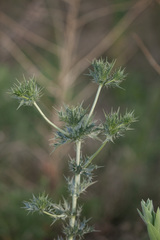 Eryngium leavenworthii