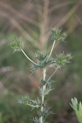 Eryngium leavenworthii