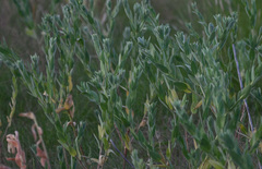 Eryngium leavenworthii