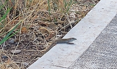 Aspidoscelis stictogrammus