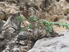 Sedum corynephyllum