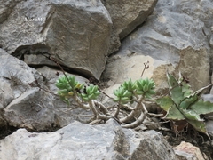 Sedum corynephyllum