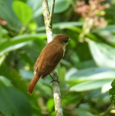 Pachyramphus homochrous