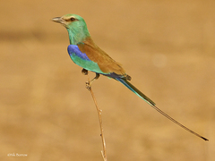 Coracias abyssinicus