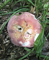 Russula flavisiccans