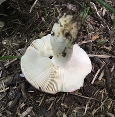 Russula flavisiccans