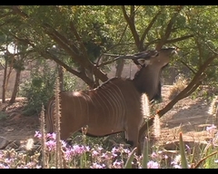 Tragelaphus derbianus