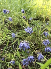 Jasione montana