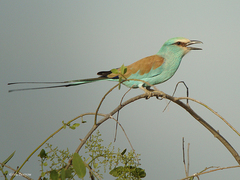 Coracias abyssinicus