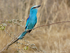 Coracias abyssinicus