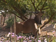 Tragelaphus derbianus