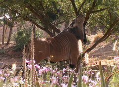 Tragelaphus derbianus