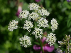 Ligusticum