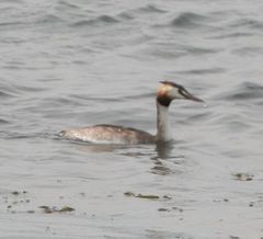 Podiceps cristatus