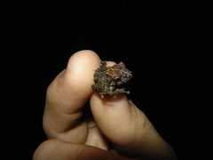 Pristimantis cruentus