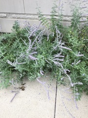 Salvia
